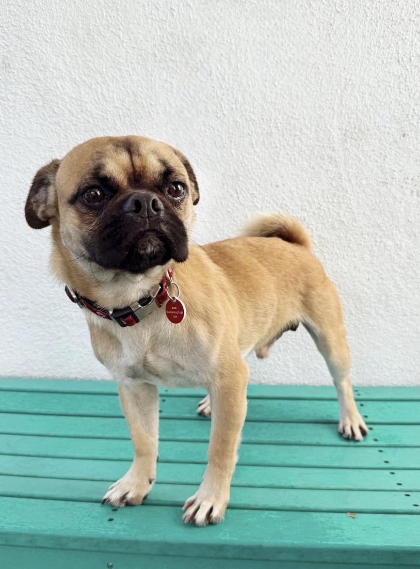 Enlarge Jeff, a Adoptable Pug in Los Angeles, CA image 1/1