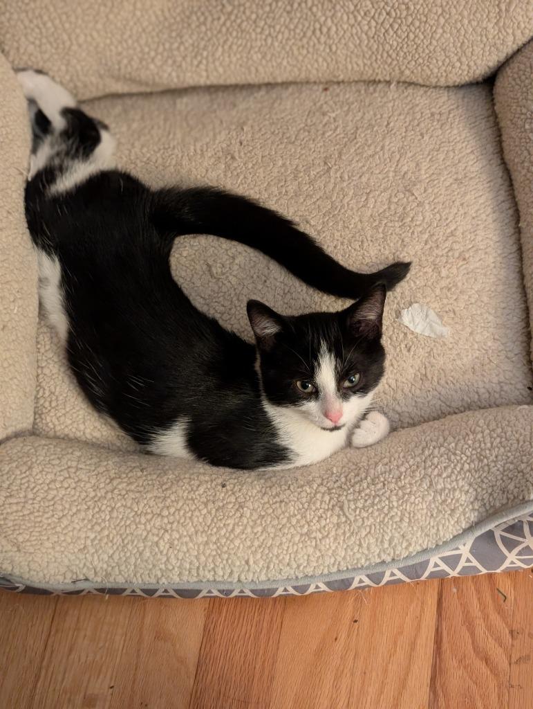 Marnie26, Adoptable, Kitten Female Domestic Short Hair.