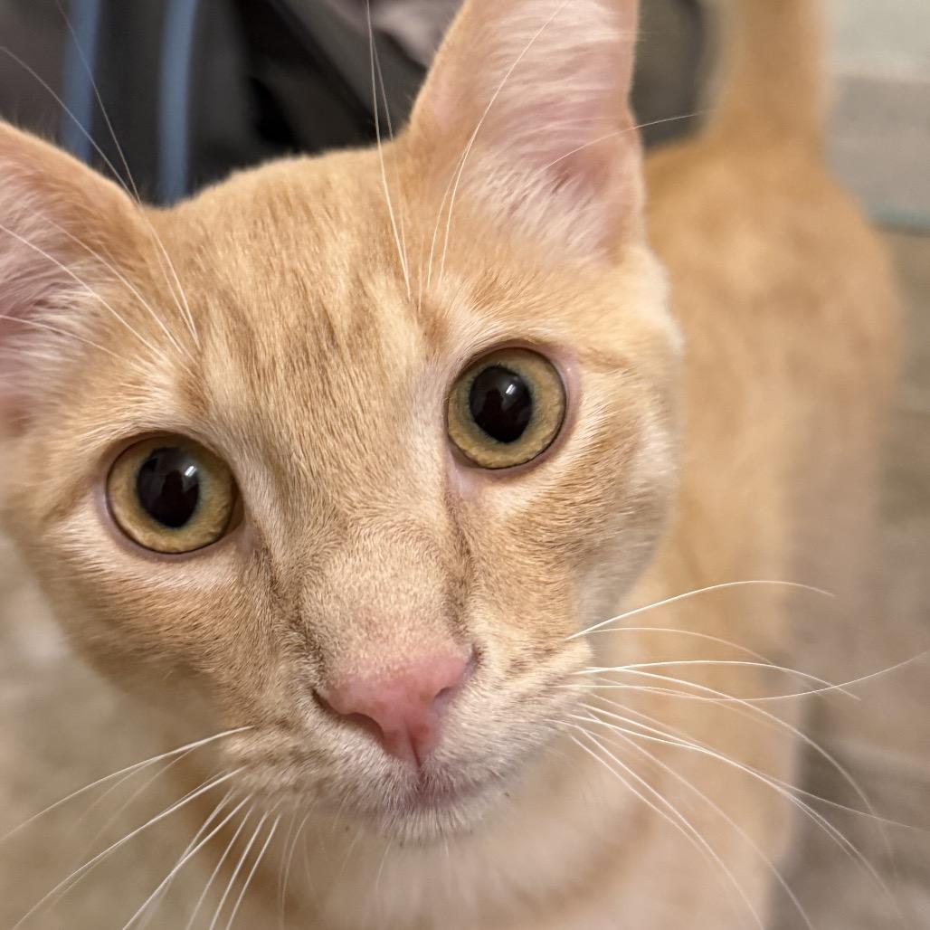 Acorn, Adoptable, Young Male Domestic Short Hair.