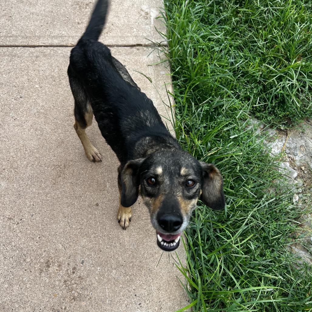 Whiskey, Adoptable, Adult Female Mixed Breed.