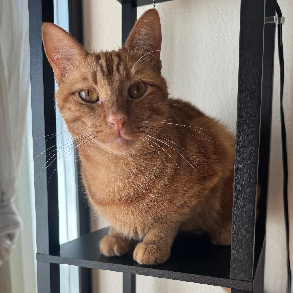 Miko, Adoptable, Adult Male Domestic Short Hair.