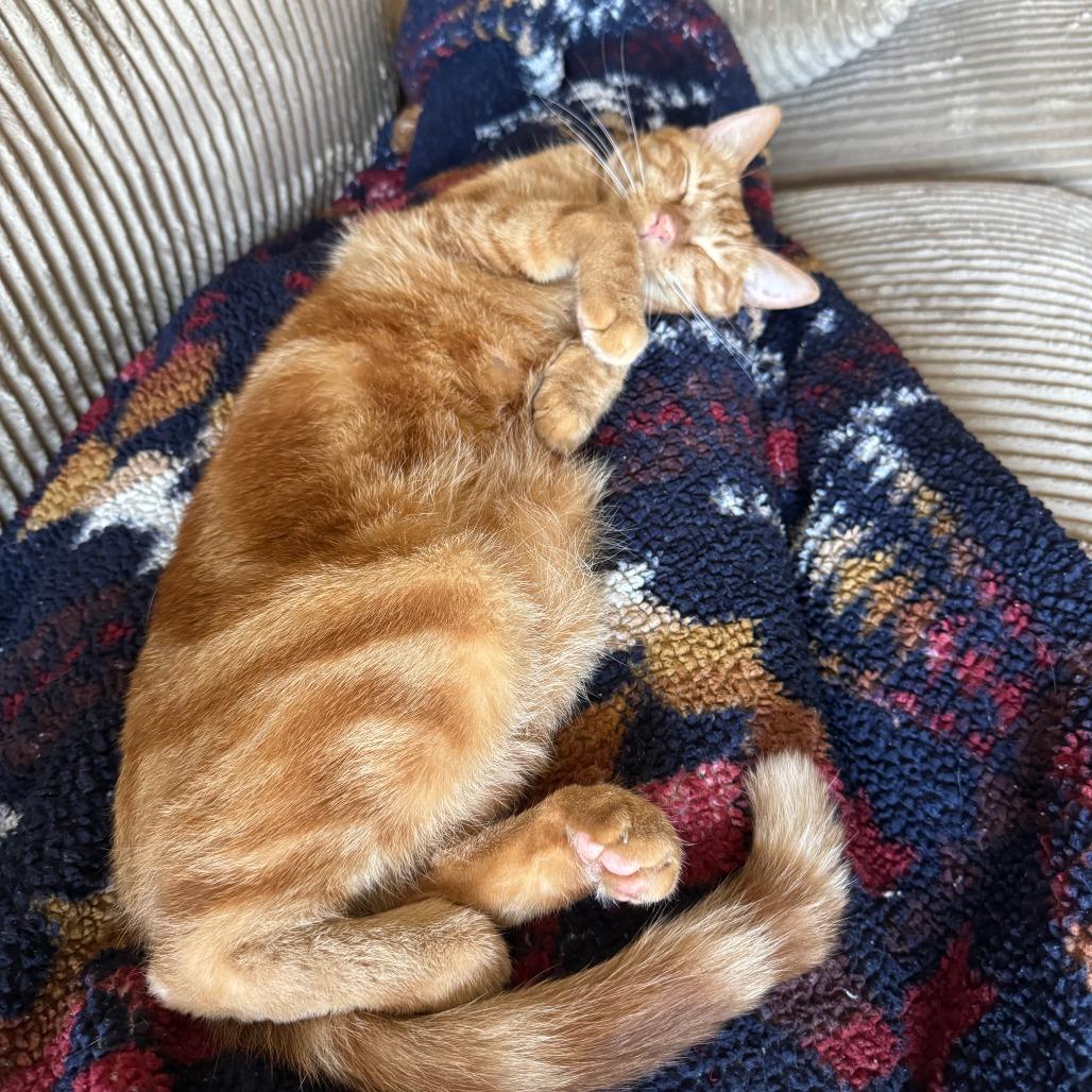 Enlarge Miko, a Adoptable Domestic Short Hair in Los Angeles, CA image 3/6