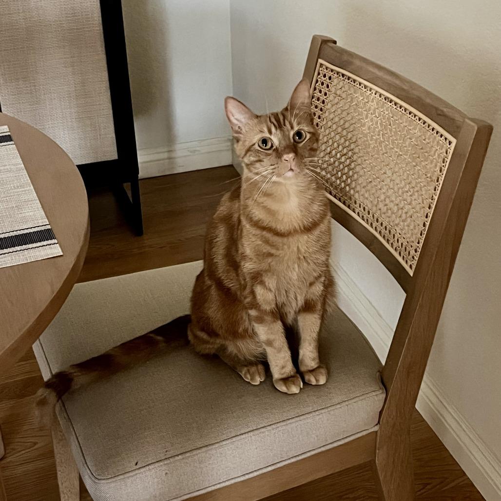 Enlarge Miko, a Adoptable Domestic Short Hair in Los Angeles, CA image 5/6