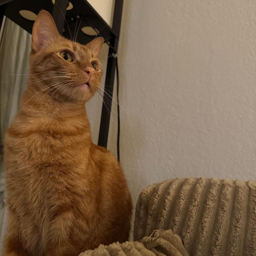 Enlarge Miko, a Adoptable Domestic Short Hair in Los Angeles, CA image 6/6