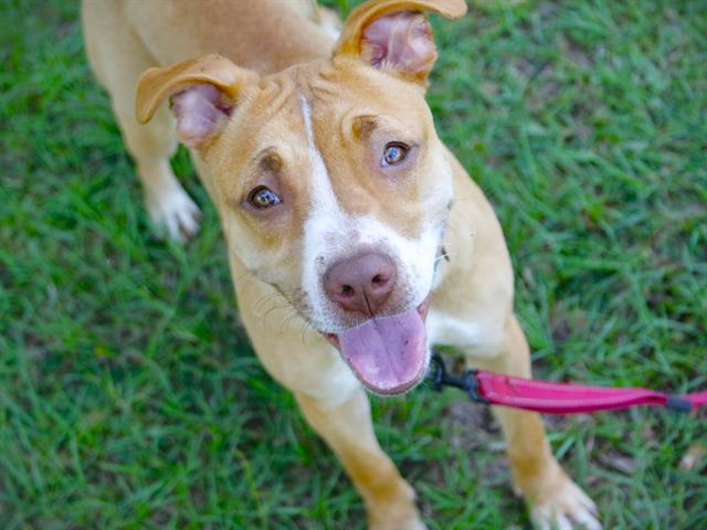 NUTMEG, Adoptable, Young Female American Staffordshire Terrier.