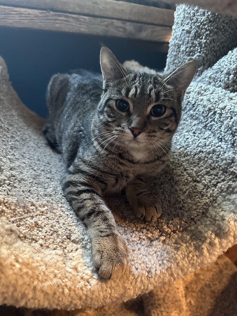 DJ, ADOPTABLE, Young Female Tabby.