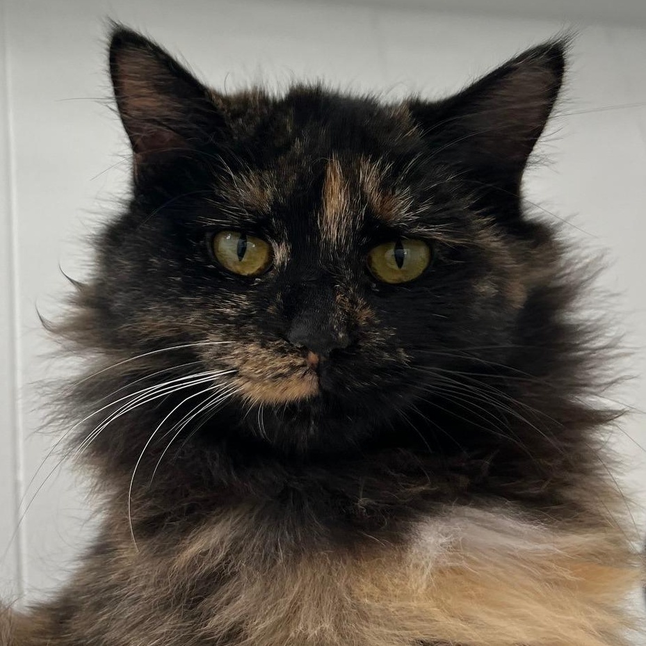 Buffy, a Adoptable Tortoiseshell in St. Louis, MO image 3/4