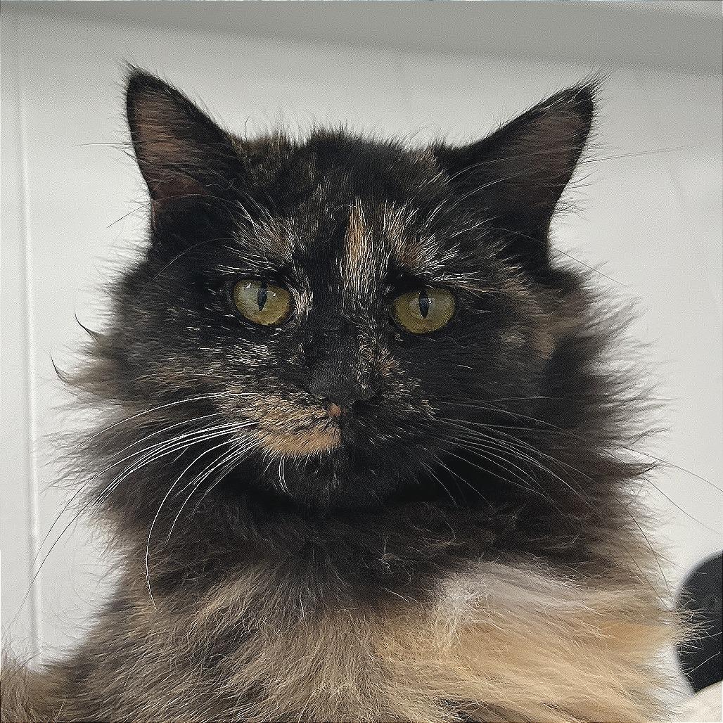 Buffy, a Adoptable Tortoiseshell in St. Louis, MO image 1/4
