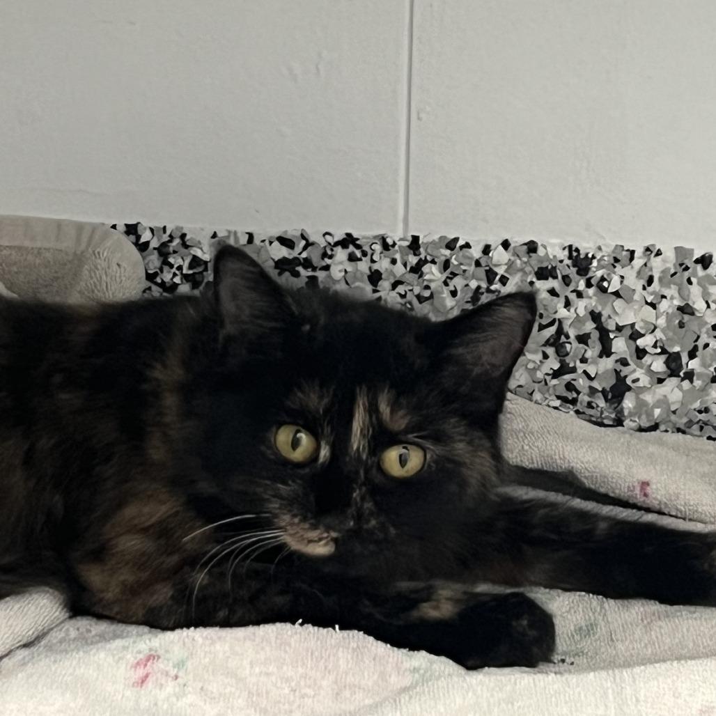 Enlarge Buffy, a Adoptable Tortoiseshell in St. Louis, MO image 1/1
