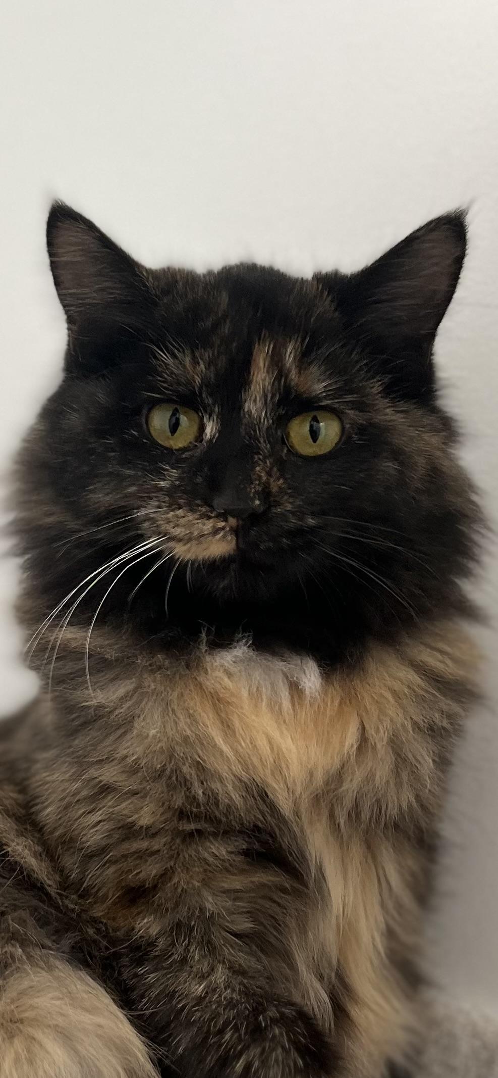Buffy, a Adoptable Tortoiseshell in St. Louis, MO image 2/4