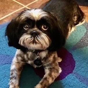 Enlarge Snookie Bear, a Adoptable Shih Tzu in Plano, TX image 2/2