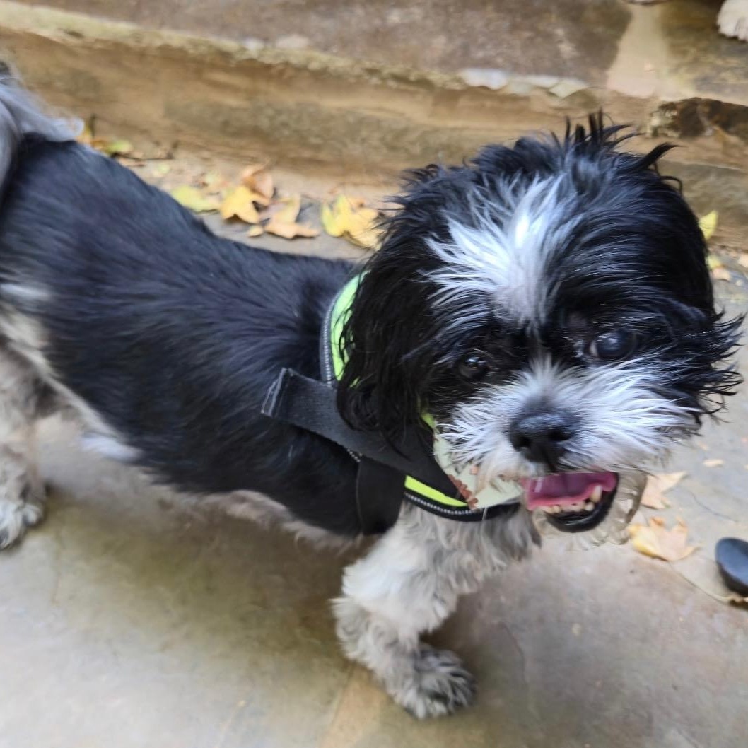 Snookie Bear, Adoptable, Adult Male Shih Tzu.