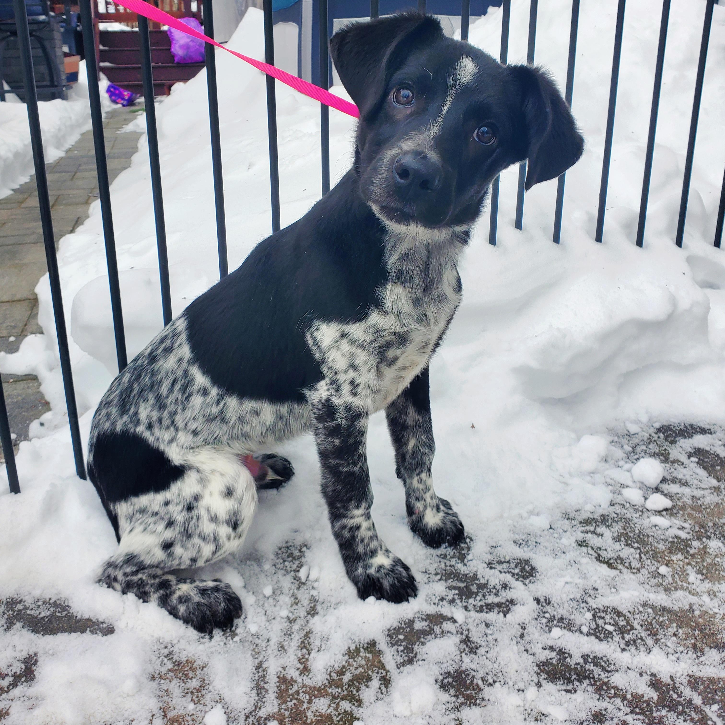 Enlarge Spike, a Adoptable mixed breed in Blairstown, NJ image 4/6