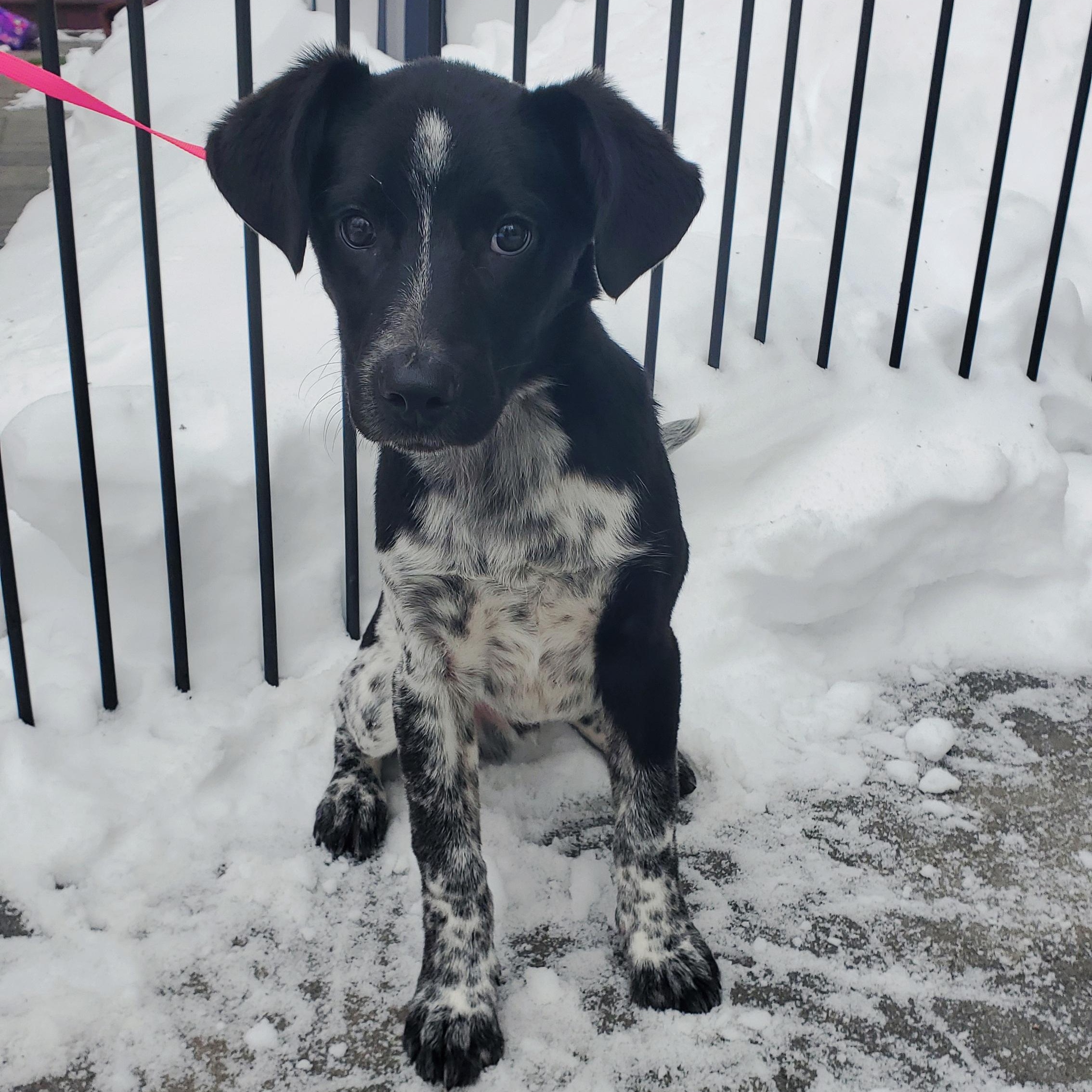 Spike, Adoptable, Puppy Male Border Collie.