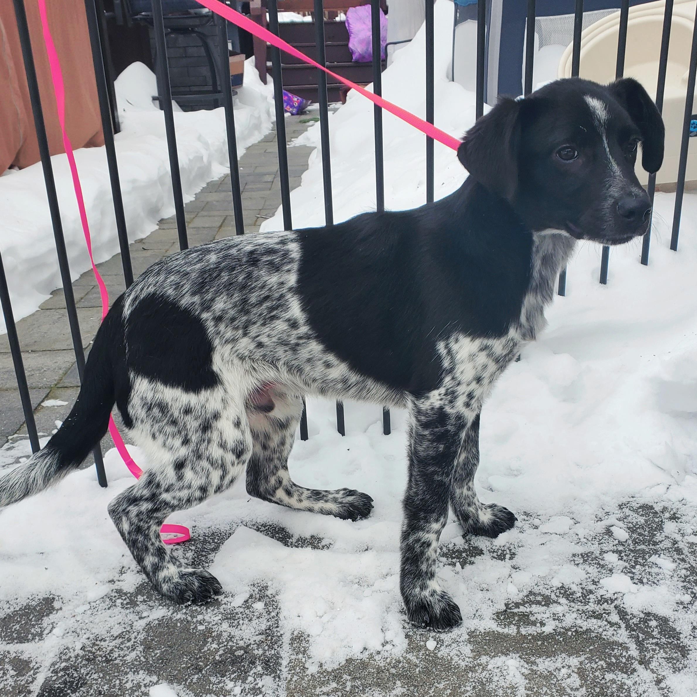 Enlarge Spike, a Adoptable mixed breed in Blairstown, NJ image 5/6