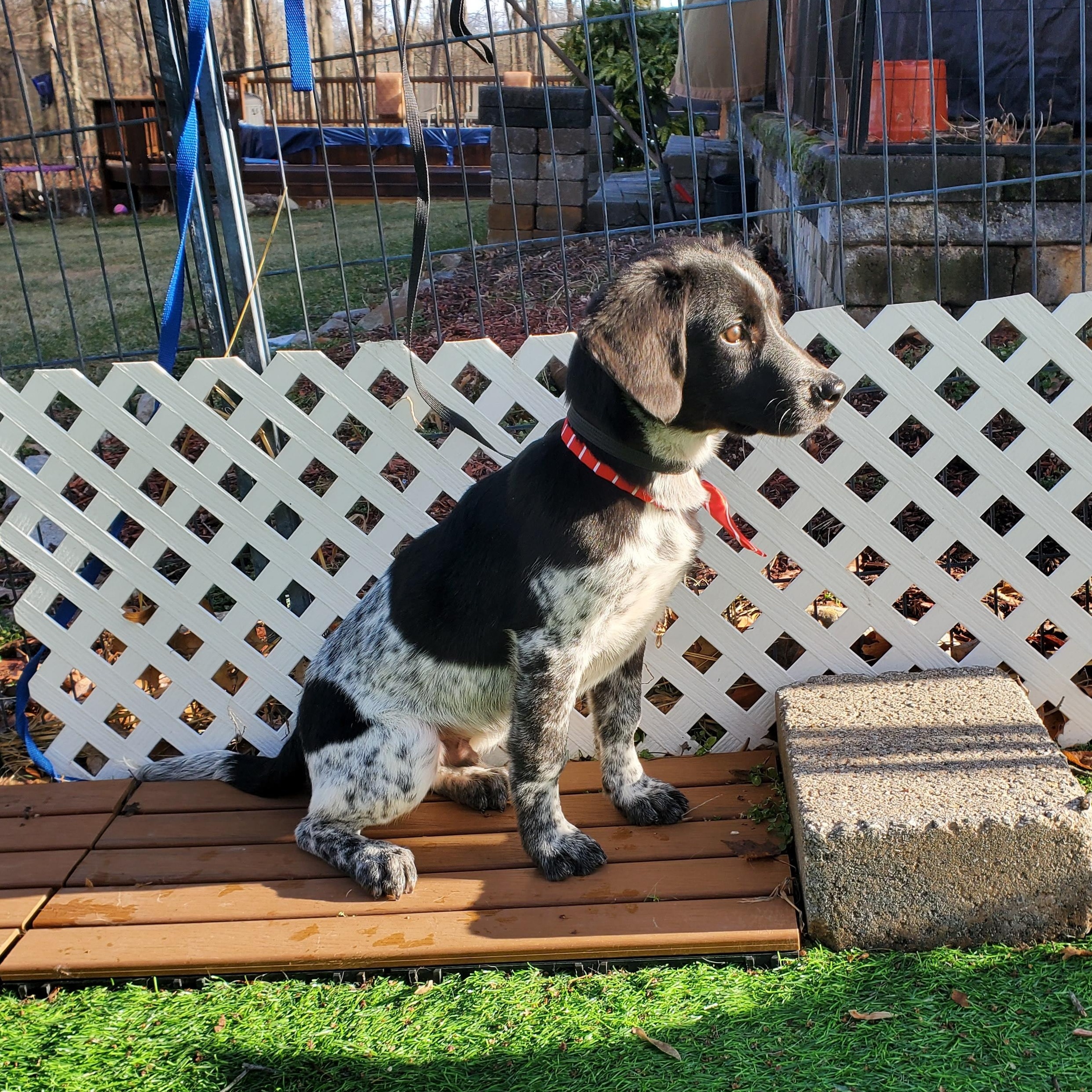 Enlarge Spike, a Adoptable mixed breed in Blairstown, NJ image 3/6