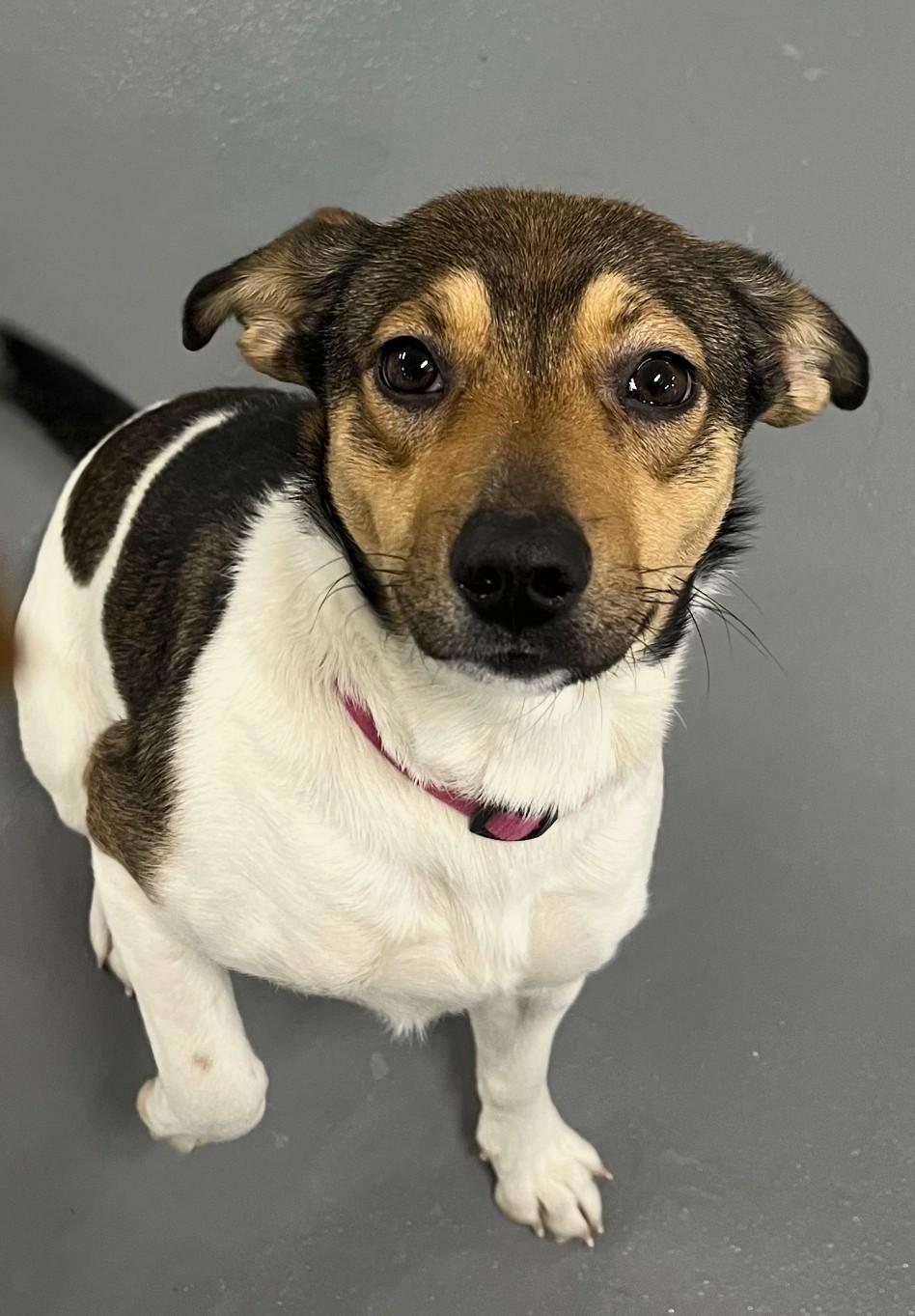 Enlarge Minnie, a ADOPTABLE mixed breed in Lemont Furnace, PA image 1/1