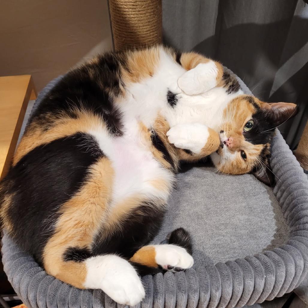 Frida, Adoptable, Adult Female Domestic Short Hair.