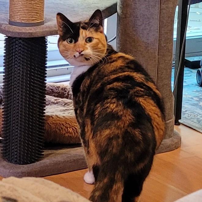 Enlarge Frida, a Adoptable Domestic Short Hair in Pacific Grove, CA image 2/6