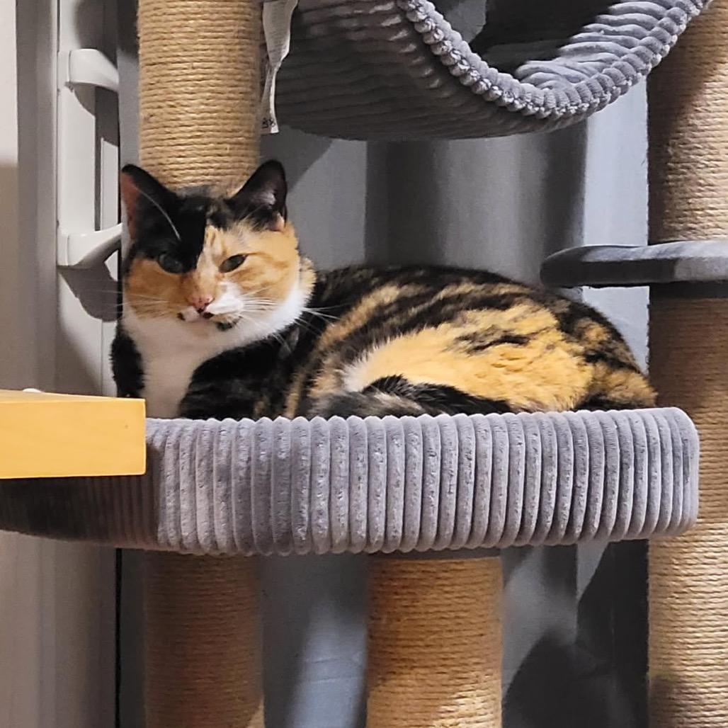 Enlarge Frida, a Adoptable Domestic Short Hair in Pacific Grove, CA image 3/6