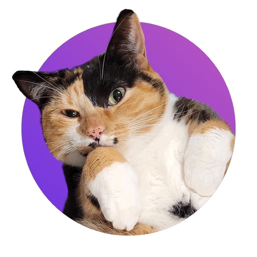 Enlarge Frida, a Adoptable Domestic Short Hair in Pacific Grove, CA image 4/6