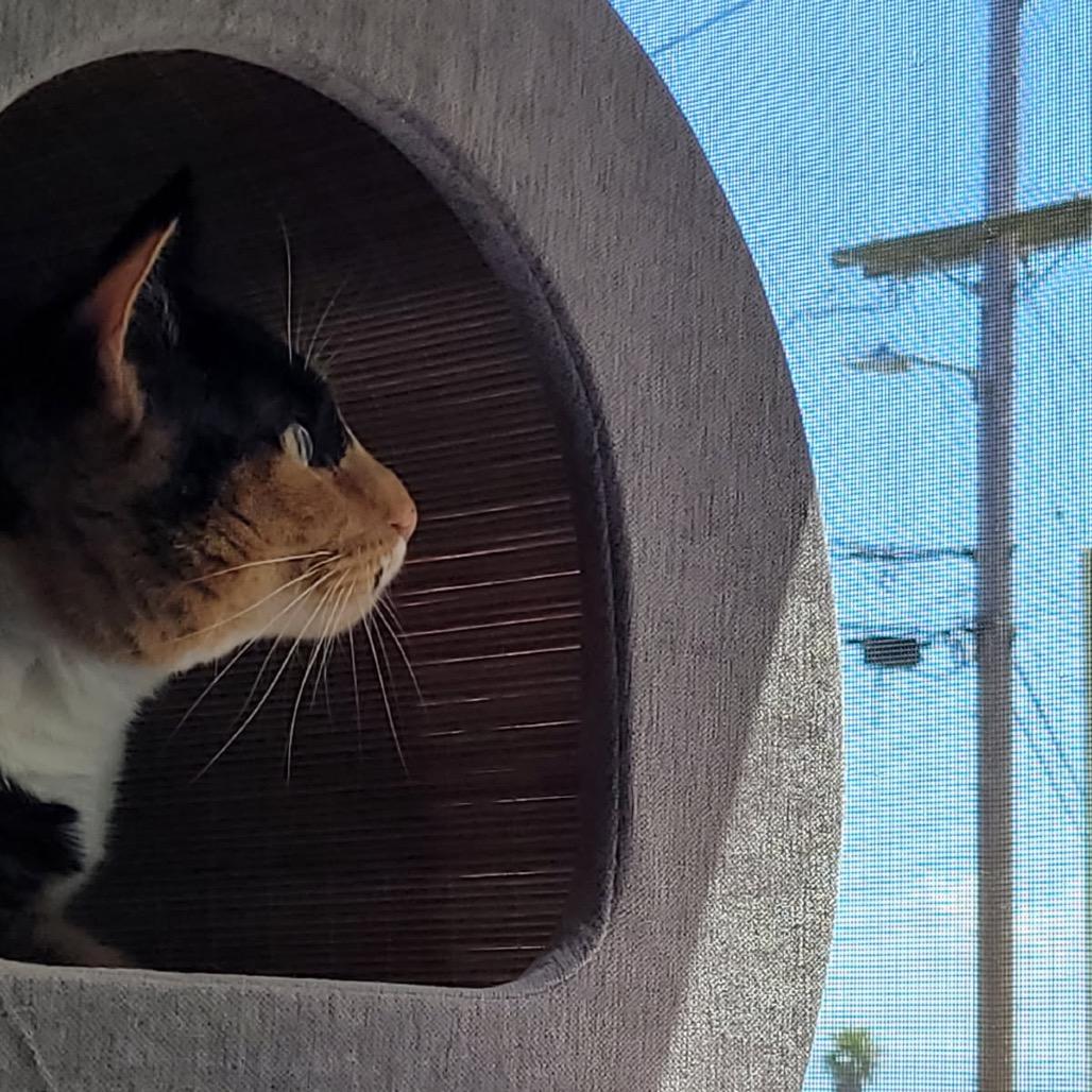Enlarge Frida, a Adoptable Domestic Short Hair in Pacific Grove, CA image 5/6