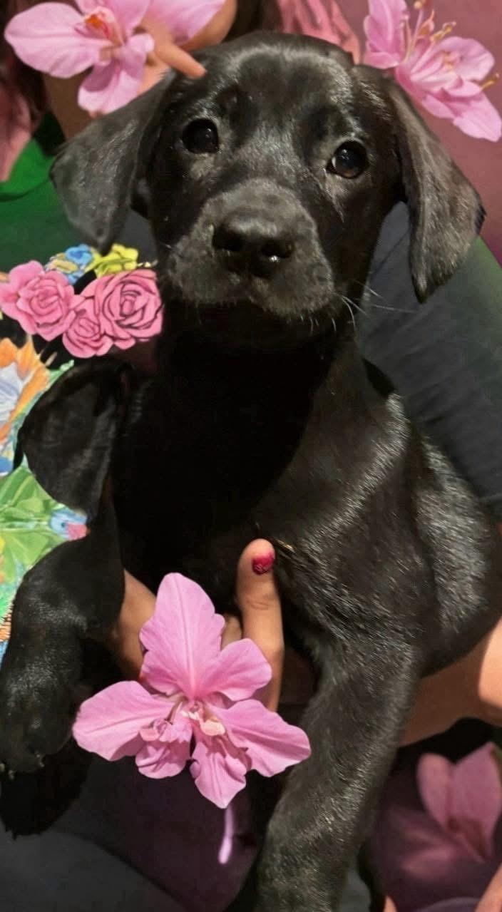 Francesca , ADOPTABLE, Puppy Female Black Labrador Retriever.
