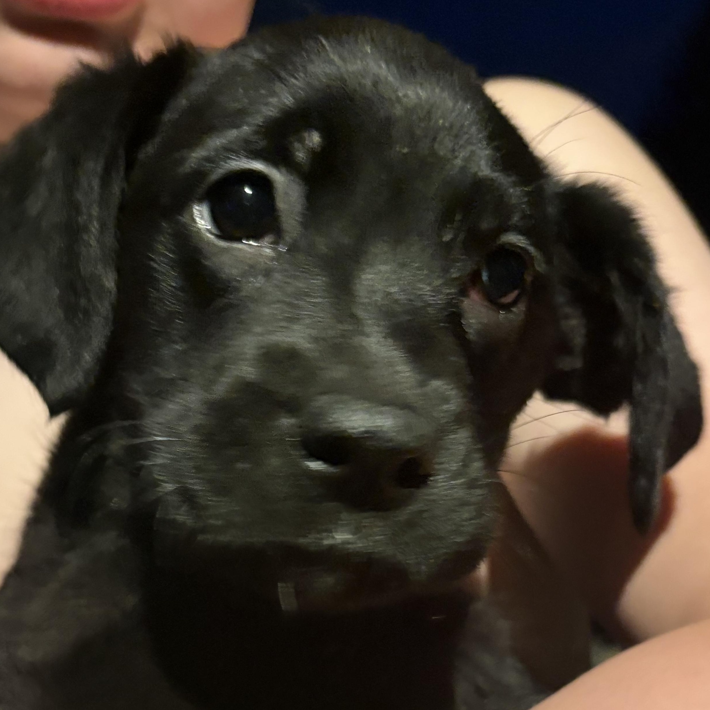 Enlarge Francesca , an adopted mixed breed in Woodbury, NJ image 3/3