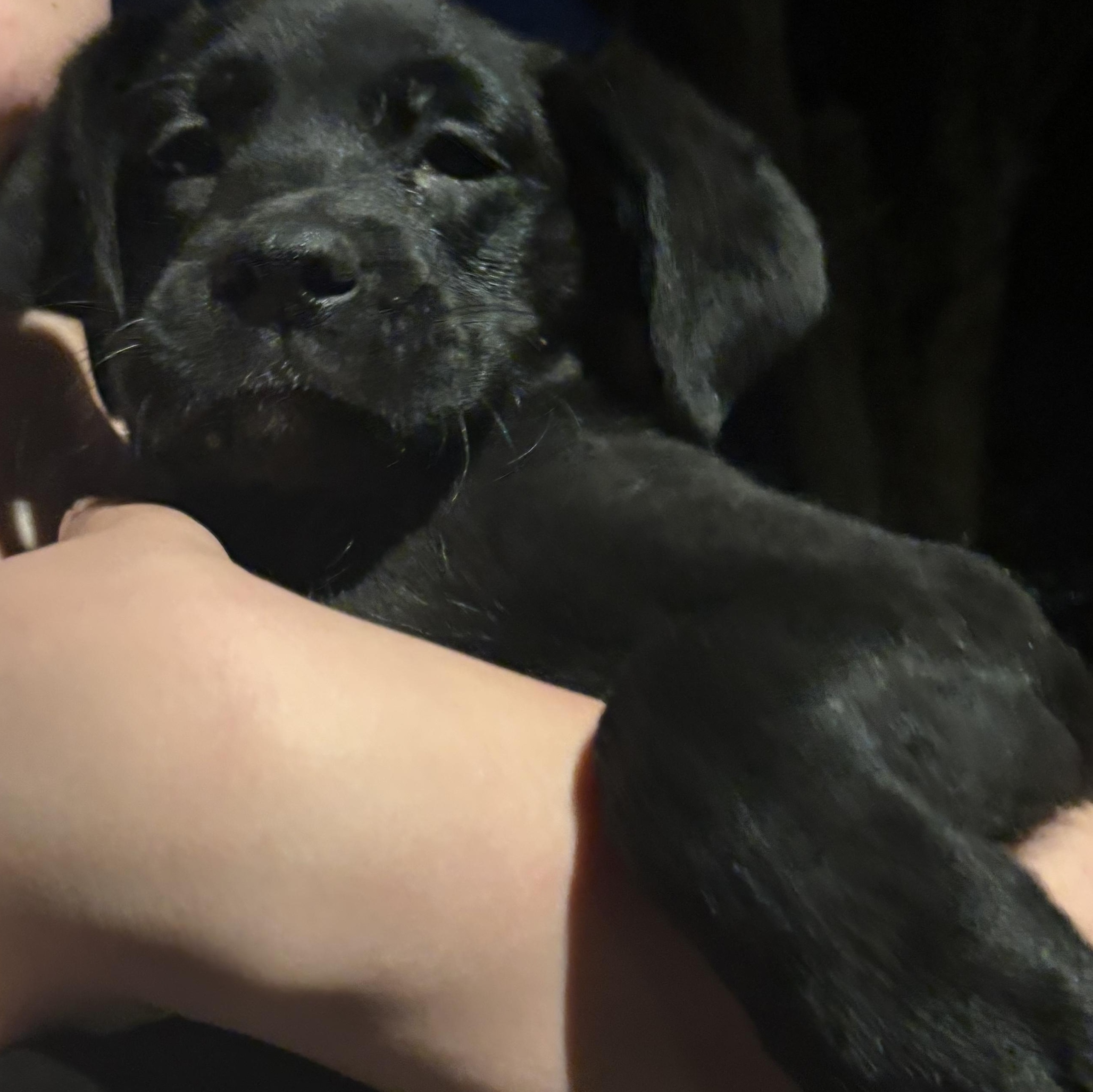 Enlarge Francesca , an adopted mixed breed in Woodbury, NJ image 2/3