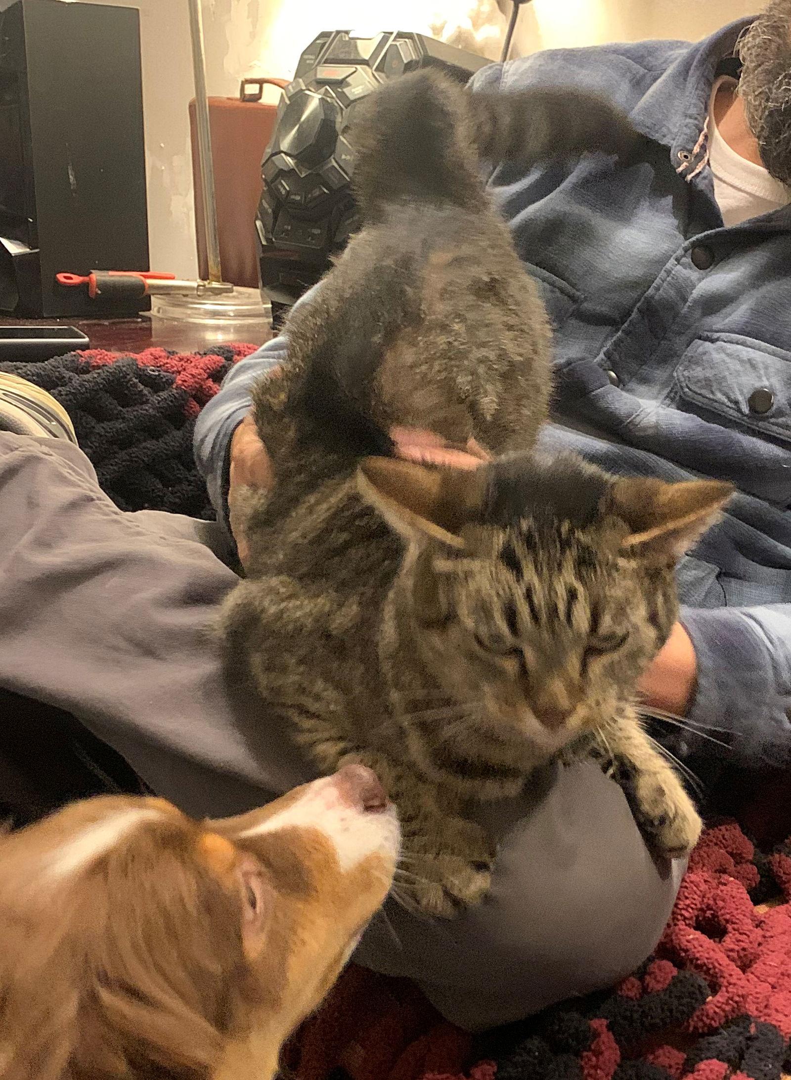 Enlarge MIRACLE #1809 - Offered by Owner - Siamese Mix, a Adoptable mixed breed in Hillsboro, OR image 1/3