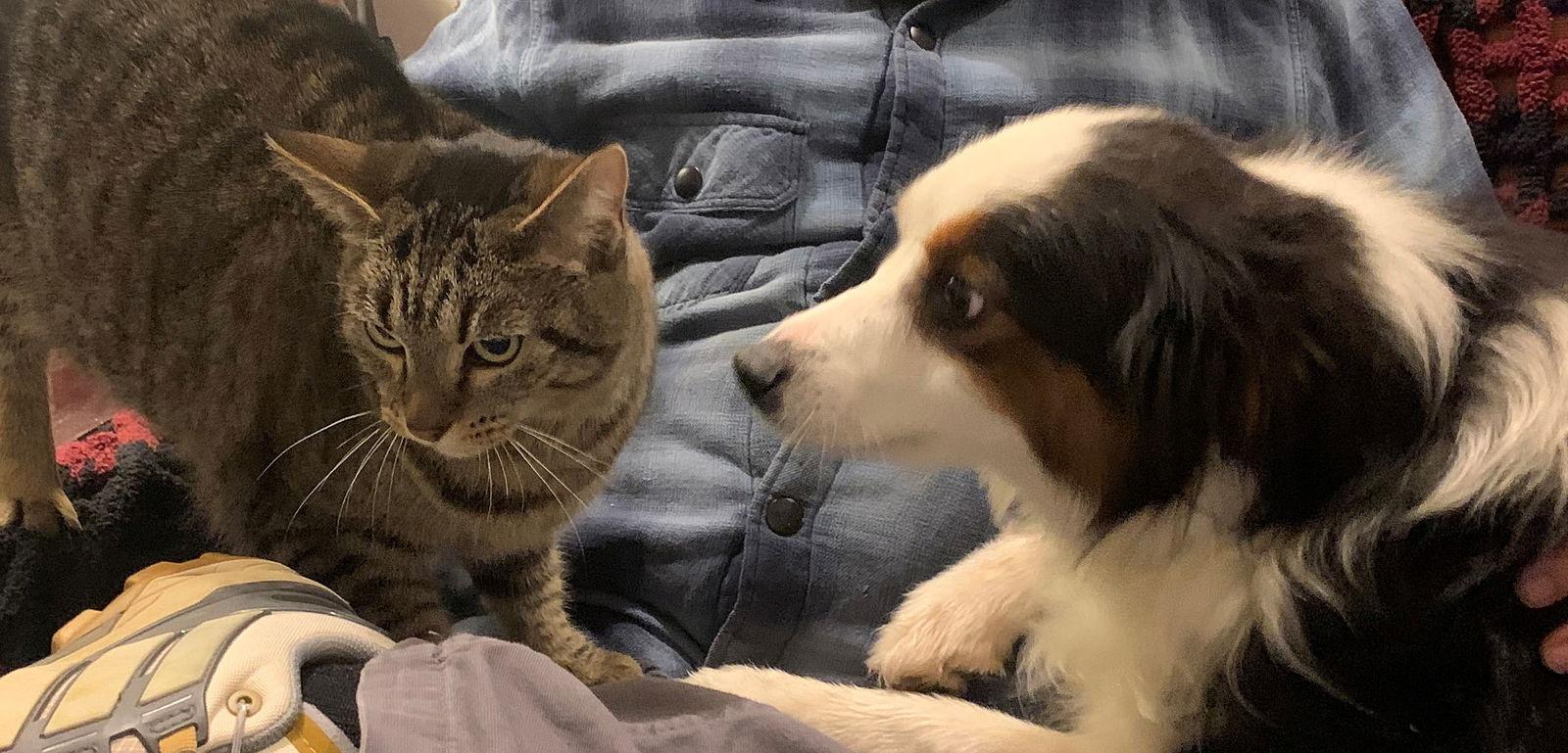 Enlarge MIRACLE #1809 - Offered by Owner - Siamese Mix, a Adoptable mixed breed in Hillsboro, OR image 2/3