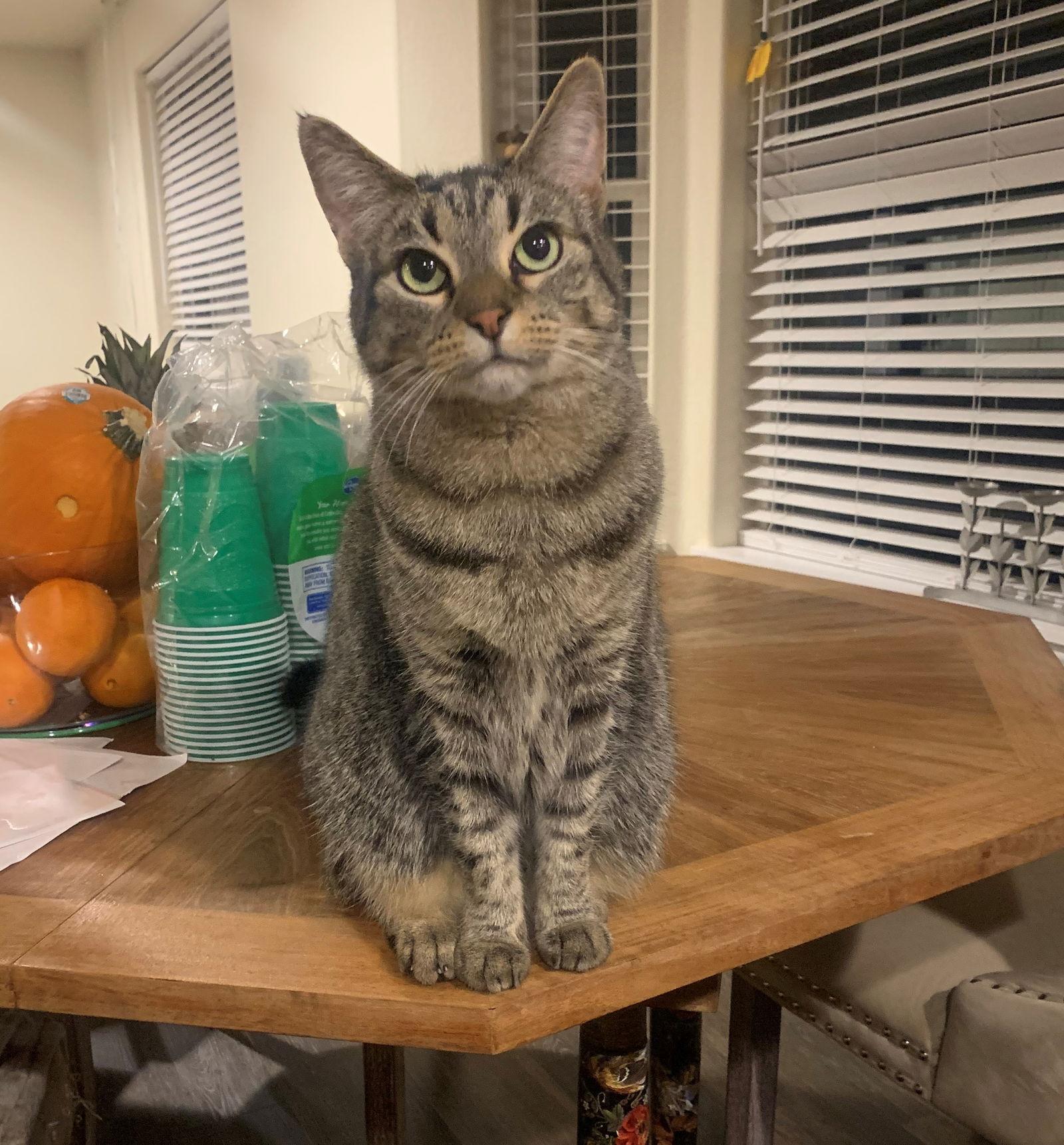 Enlarge MIRACLE #1809 - Offered by Owner - Siamese Mix, a Adoptable mixed breed in Hillsboro, OR image 3/3