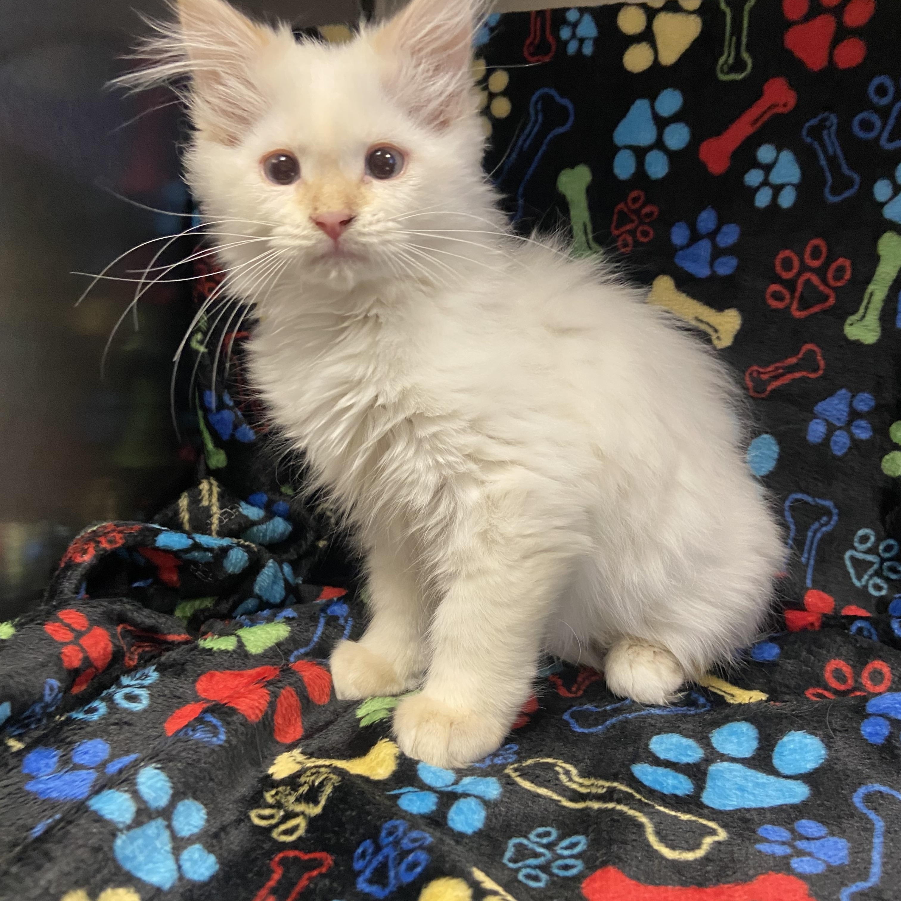 Creamsicle, an adopted mixed breed in Edinburg, VA image 2/2