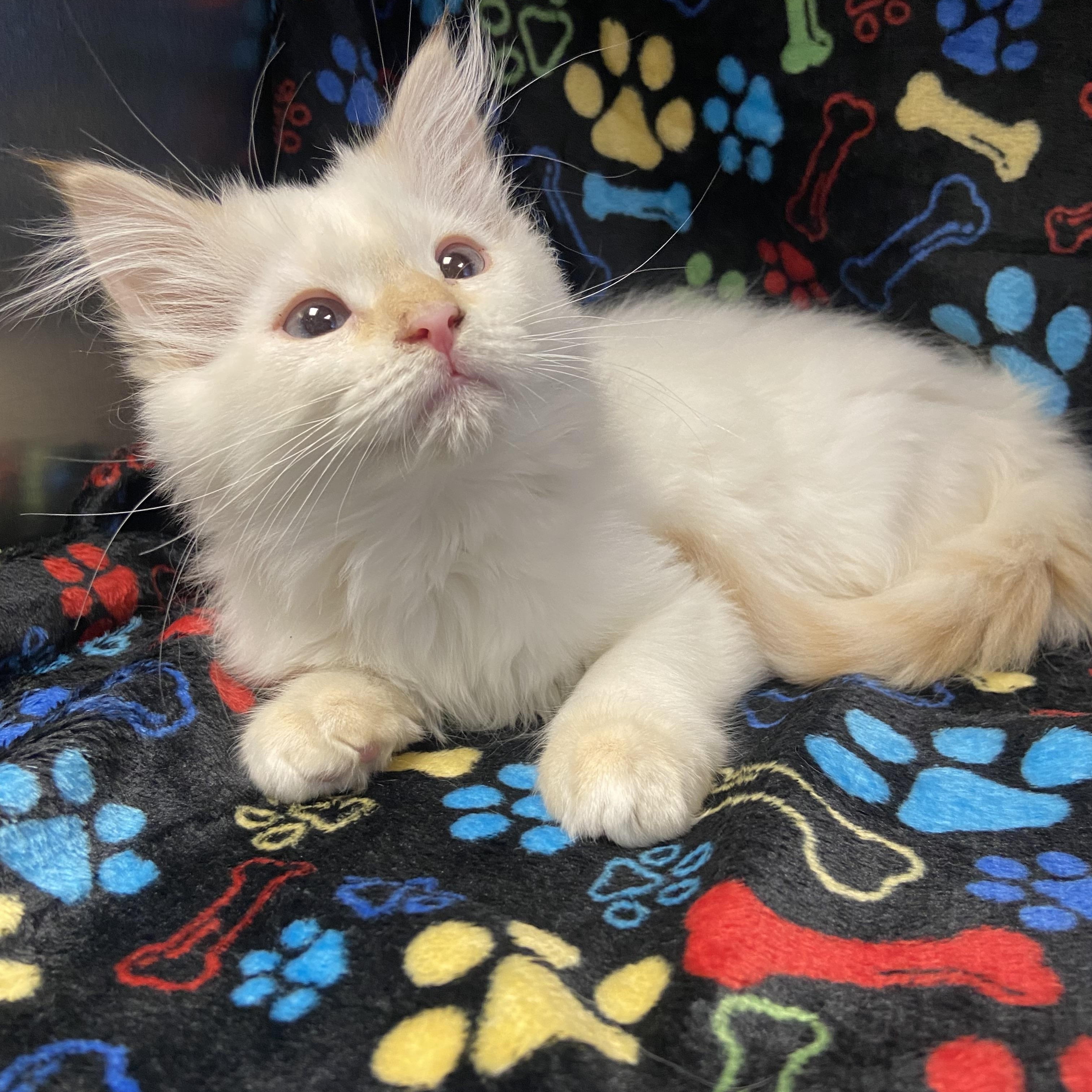 Creamsicle, an adopted mixed breed in Edinburg, VA image 1/2