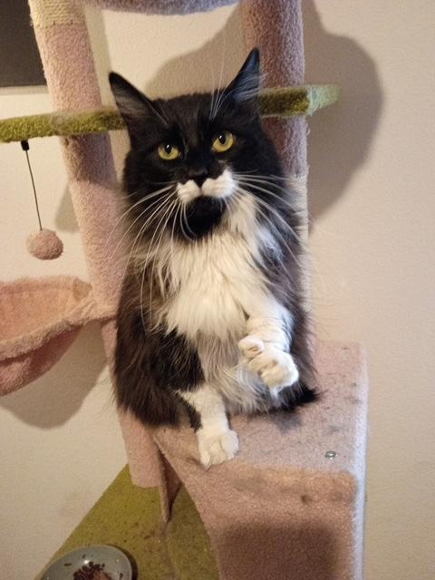 Itsy Bitsy, ADOPTABLE, Young Female Domestic Long Hair.