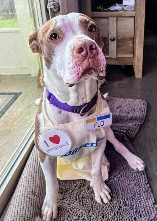Flo, Adopted, Adult Female American Staffordshire Terrier.