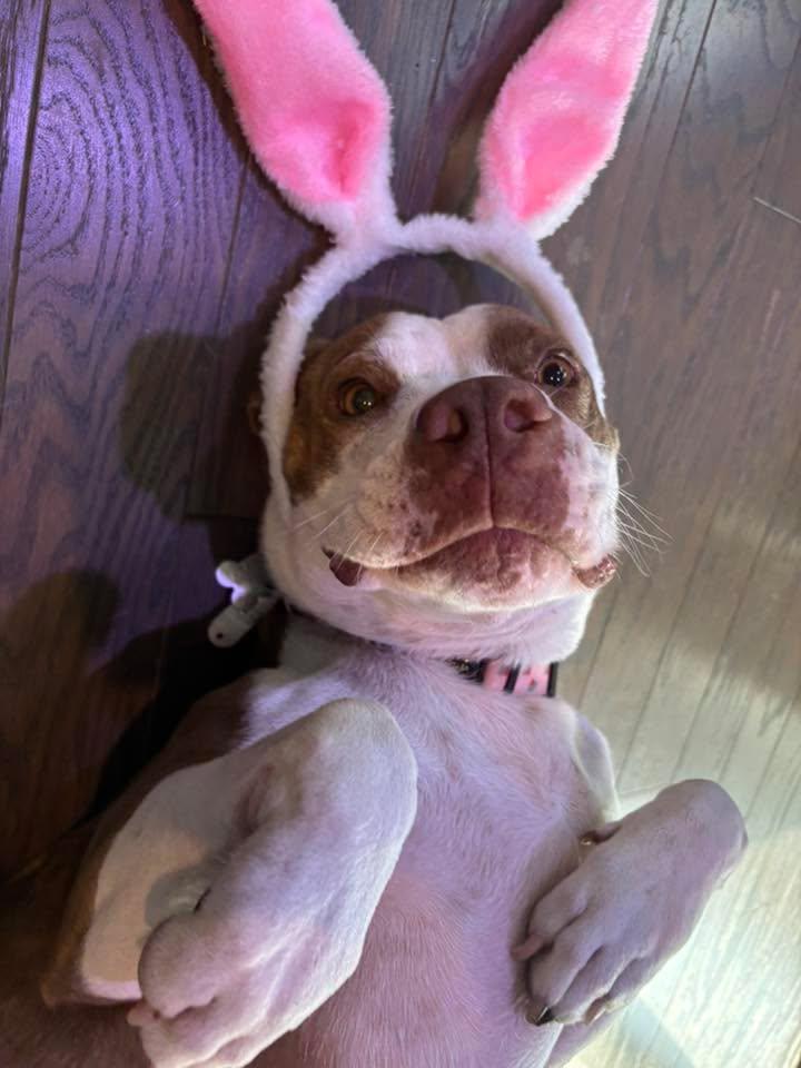 Flo, a Adopted American Staffordshire Terrier in Holly Springs, NC image 3/3