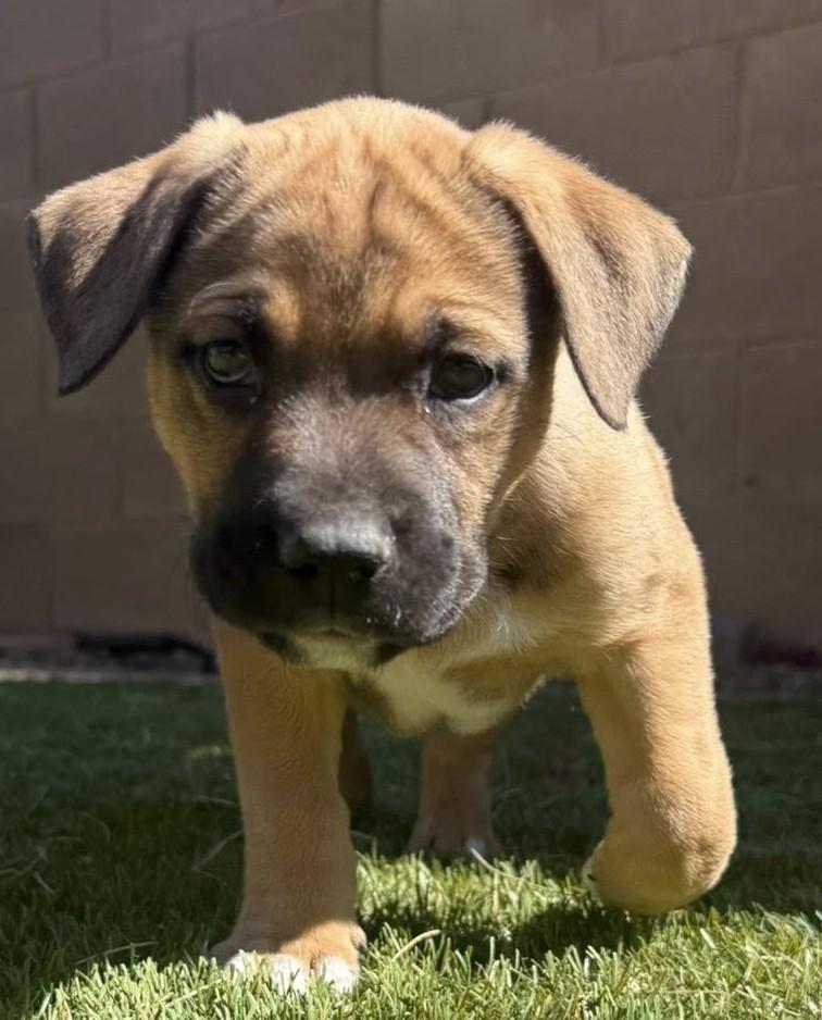 Maui, ADOPTABLE, Puppy Male Mixed Breed.