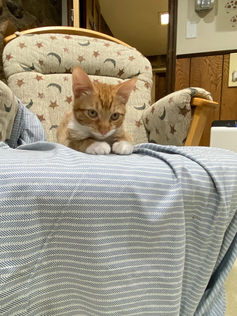 Mercutio, Adopted, Kitten Male American Shorthair.