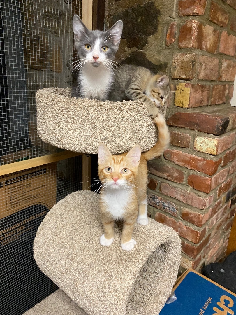 Mercutio, Adopted, Kitten Male American Shorthair.