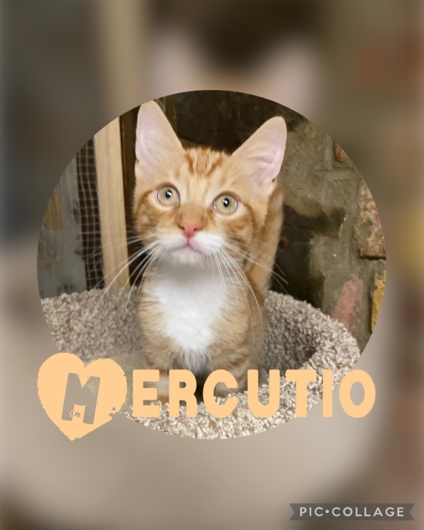 Mercutio, a Adopted American Shorthair in Pomona, NY image 3/8
