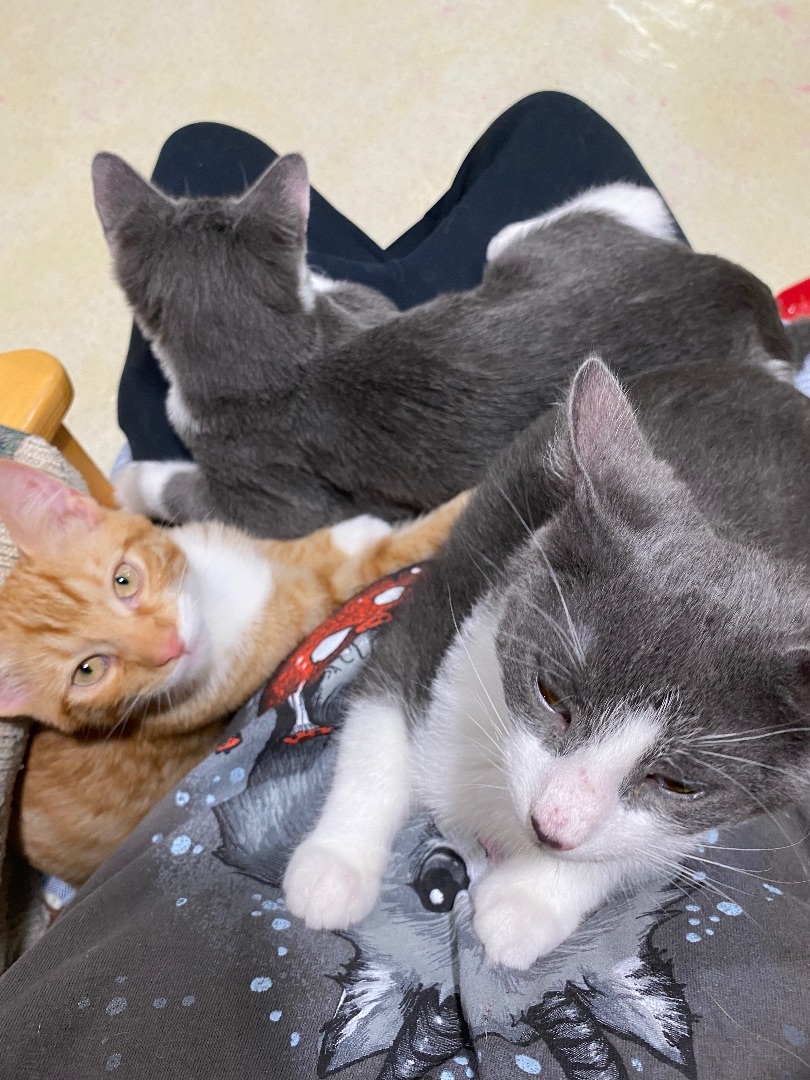 Mercutio, a Adopted American Shorthair in Pomona, NY image 4/8