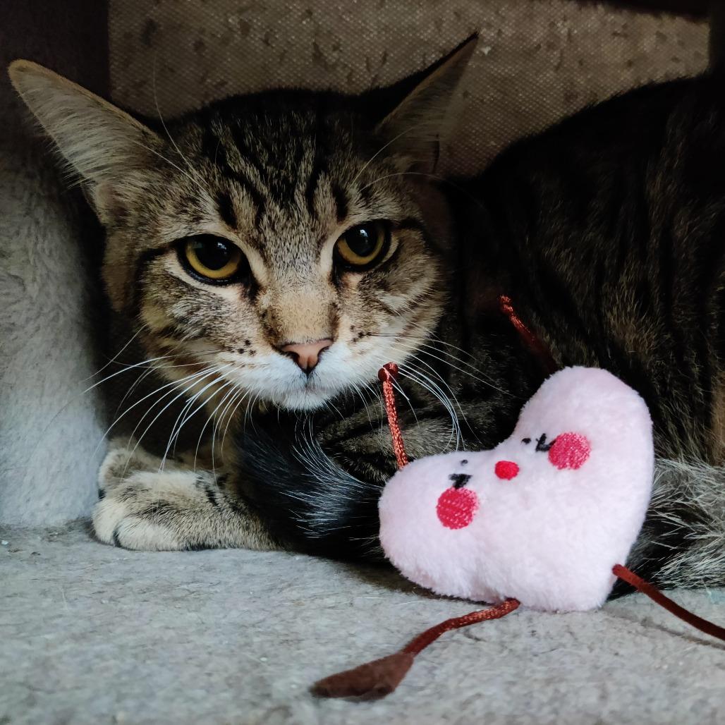 Enlarge Tart, a Adoptable Domestic Short Hair in Brea, CA image 1/3