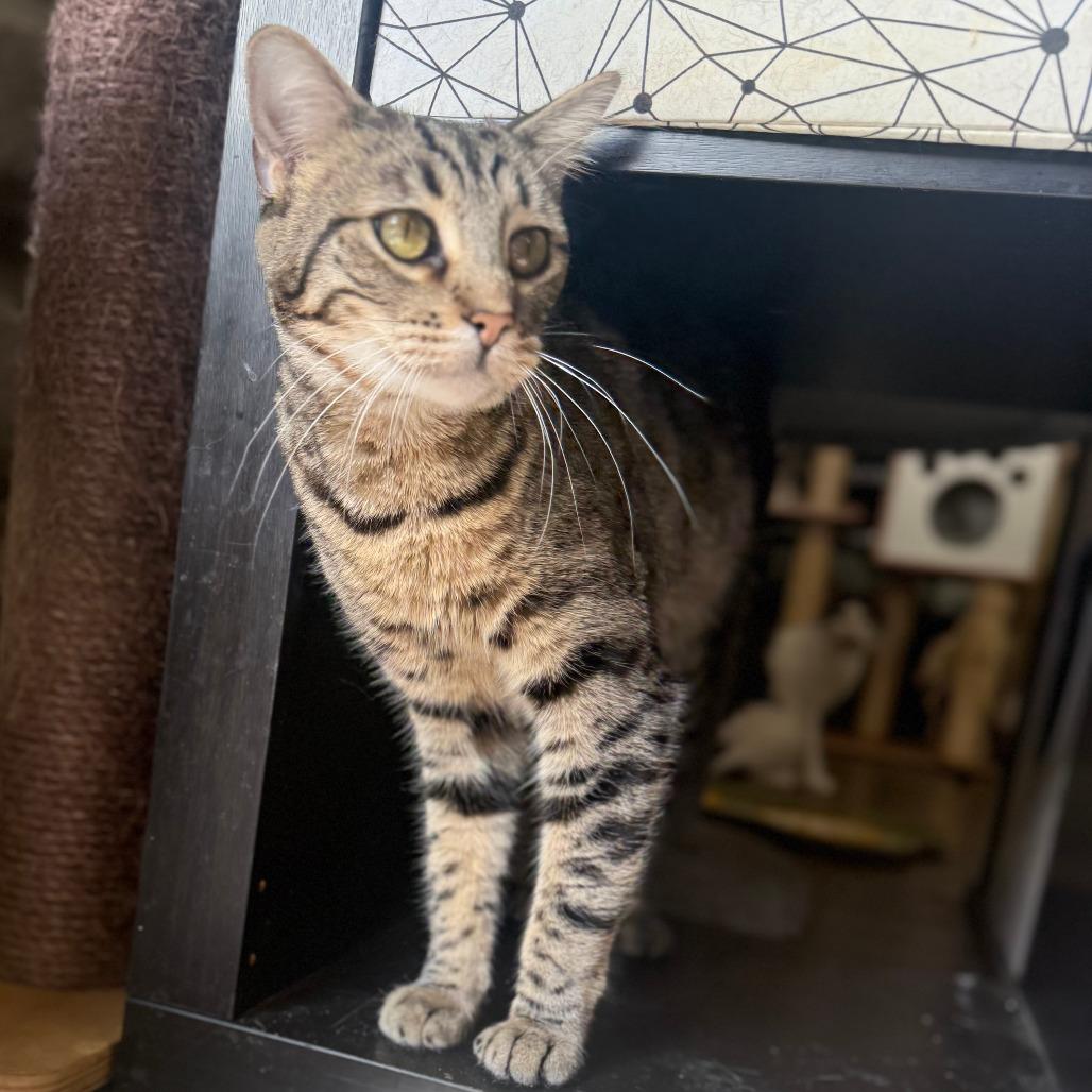 Enlarge Tart, a Adoptable Domestic Short Hair in Brea, CA image 3/6