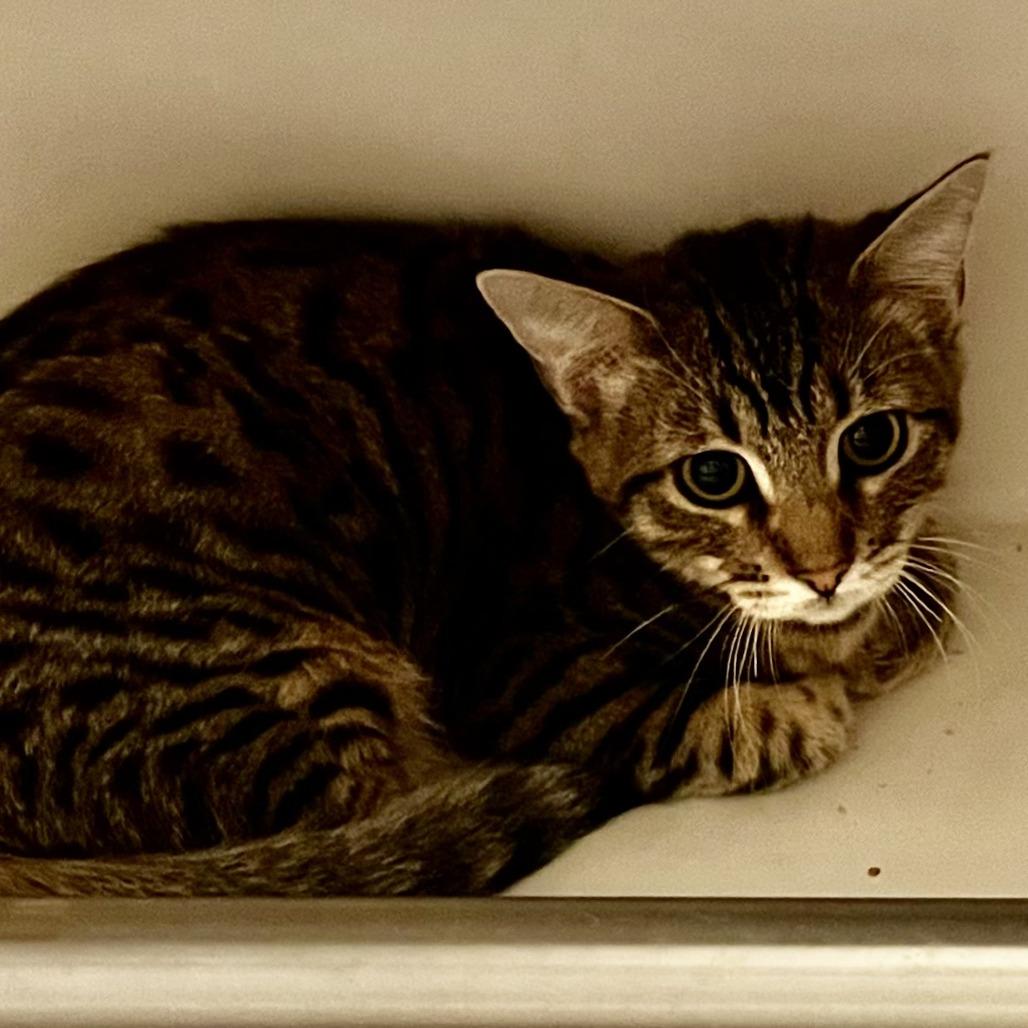 Tart, a Adoptable Domestic Short Hair in Brea, CA image 2/3