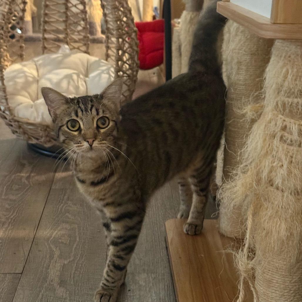 Enlarge Tart, a Adoptable Domestic Short Hair in Brea, CA image 3/6