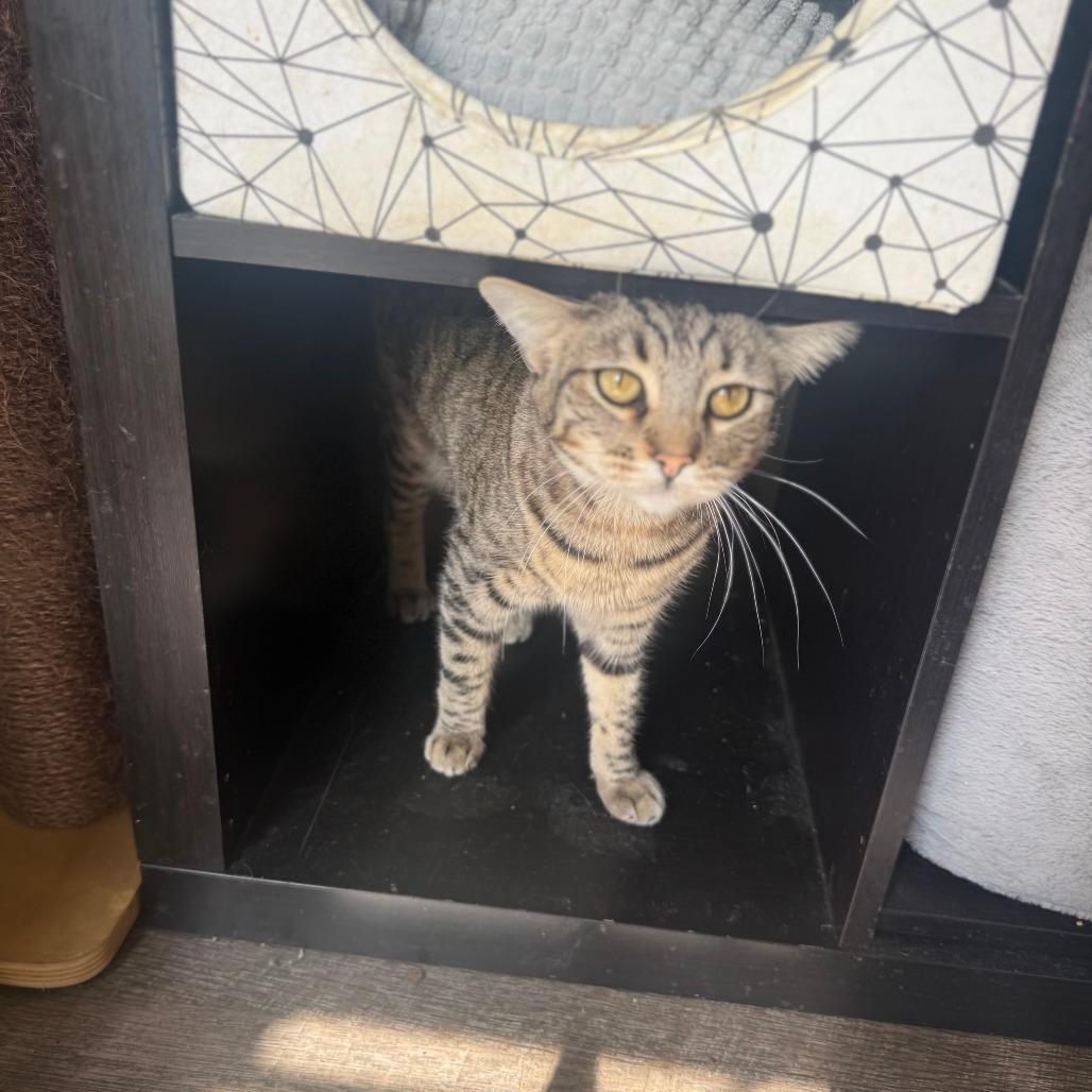 Enlarge Tart, a Adoptable Domestic Short Hair in Brea, CA image 4/6