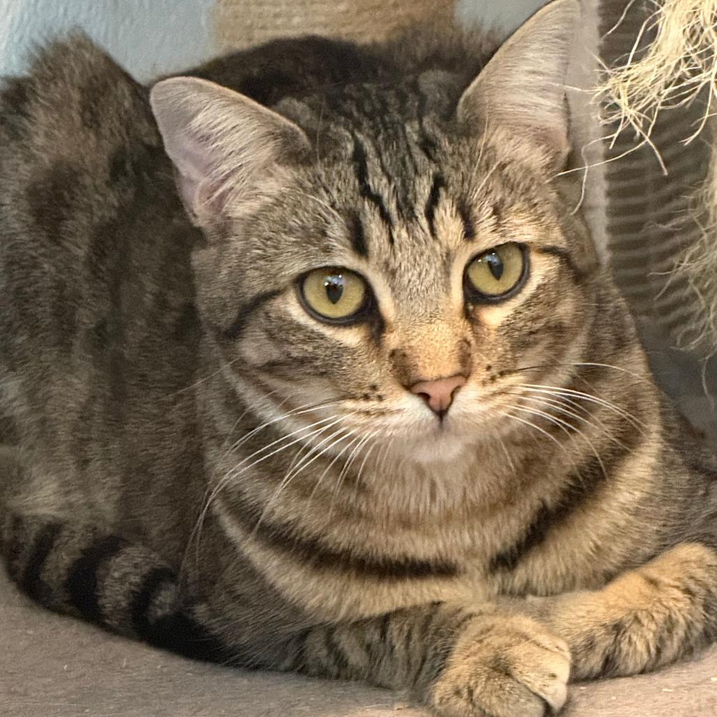 Enlarge Tart, a Adoptable Domestic Short Hair in Brea, CA image 6/6