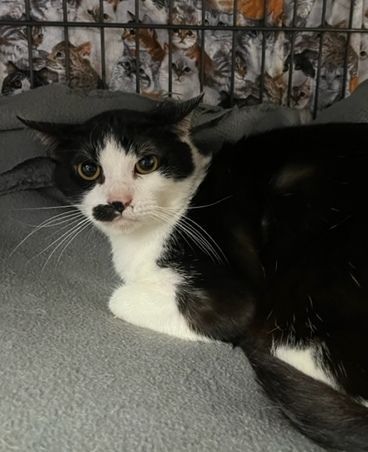 Enlarge Cecil, a Adoptable Domestic Short Hair in Porter, TX image 1/1