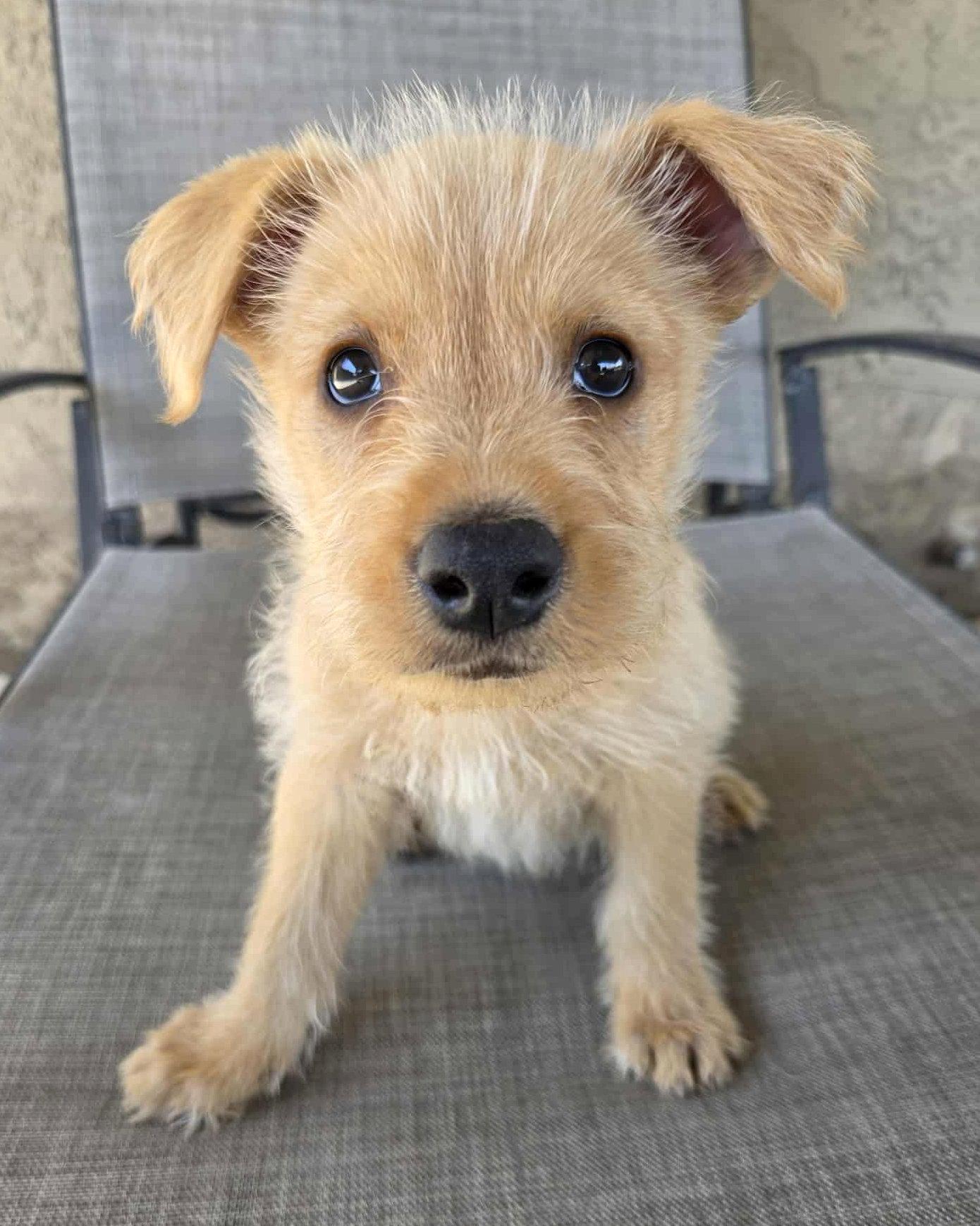 Scruffy, Adopted, Puppy Male Wheaten Terrier & Shepherd.